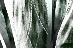 Agave-dunkel-sw-web-1