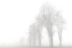 baum-nebel
