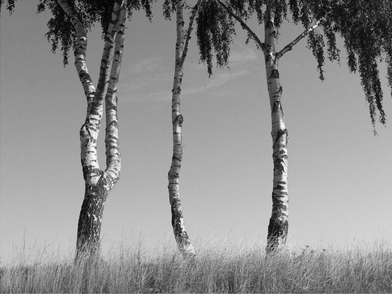 nature4